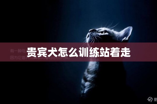 貴賓犬怎么訓練站著走