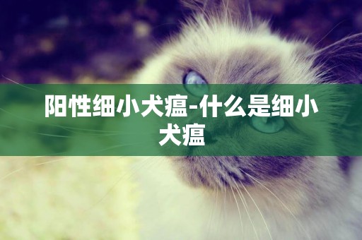 陽性細小犬瘟-什么是細小犬瘟