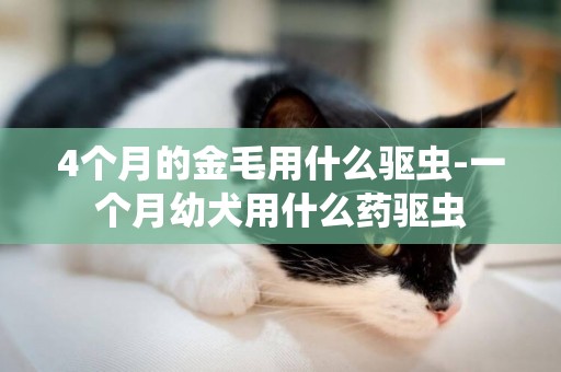 4個月的金毛用什么驅蟲-一個月幼犬用什么藥驅蟲