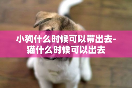 小狗什么時候可以帶出去-貓什么時候可以出去