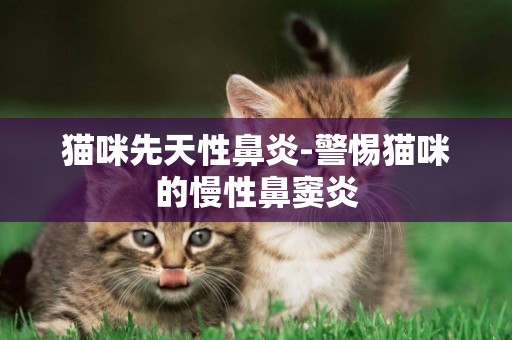 貓咪先天性鼻炎-警惕貓咪的慢性鼻竇炎