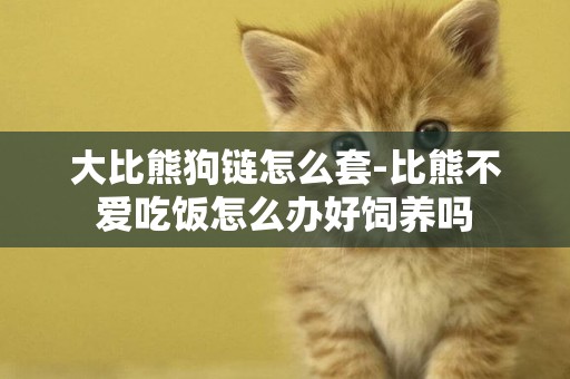 大比熊狗鏈怎么套-比熊不愛吃飯怎么辦好飼養嗎