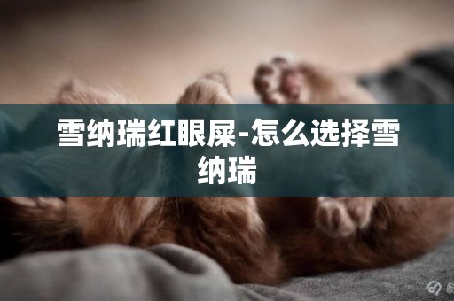 雪納瑞紅眼屎-怎么選擇雪納瑞