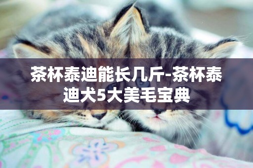 茶杯泰迪能長幾斤-茶杯泰迪犬5大美毛寶典