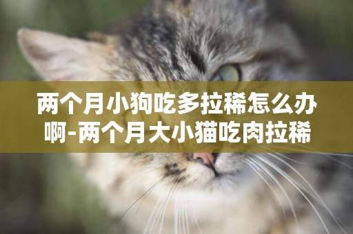 兩個月小狗吃多拉稀怎么辦啊-兩個月大小貓吃肉拉稀怎么辦