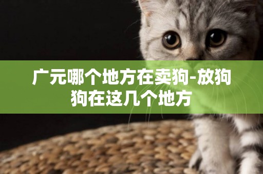 廣元哪個地方在賣狗-放狗狗在這幾個地方