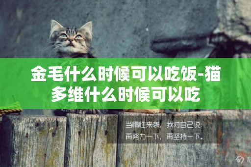 金毛什么時候可以吃飯-貓多維什么時候可以吃