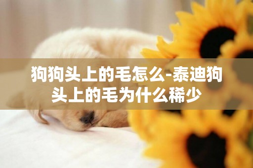 狗狗頭上的毛怎么-泰迪狗頭上的毛為什么稀少