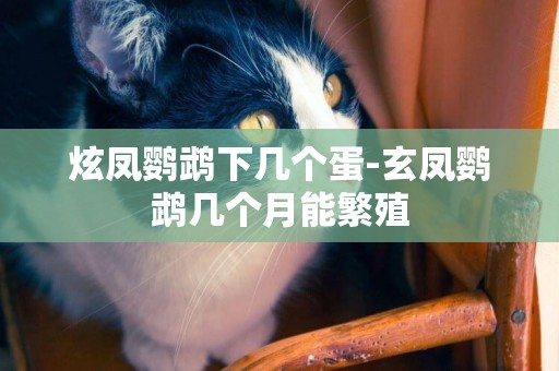 炫鳳鸚鵡下幾個蛋-玄鳳鸚鵡幾個月能繁殖