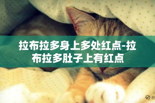 拉布拉多身上多處紅點-拉布拉多肚子上有紅點