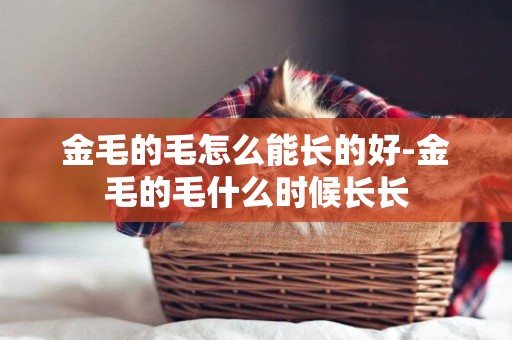 金毛的毛怎么能長的好-金毛的毛什么時候長長