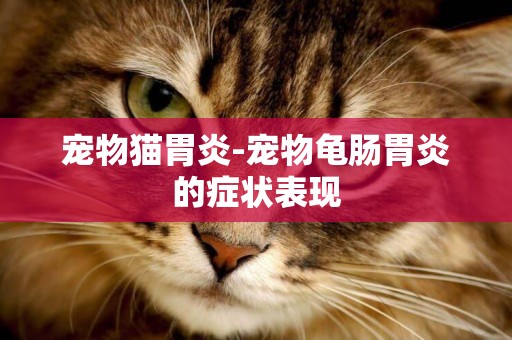 寵物貓胃炎-寵物龜腸胃炎的癥狀表現