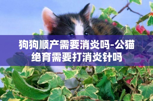 狗狗順產需要消炎嗎-公貓絕育需要打消炎針嗎
