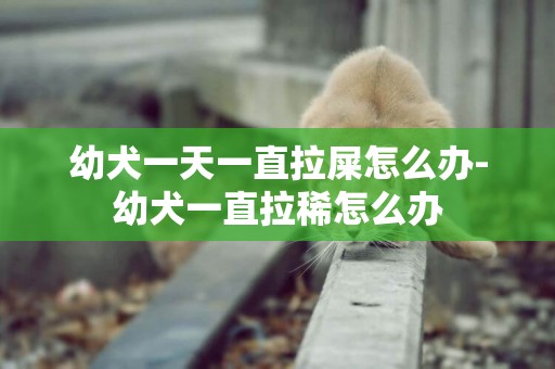 幼犬一天一直拉屎怎么辦-幼犬一直拉稀怎么辦