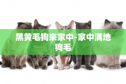 黑黃毛狗來家中-家中滿地狗毛
