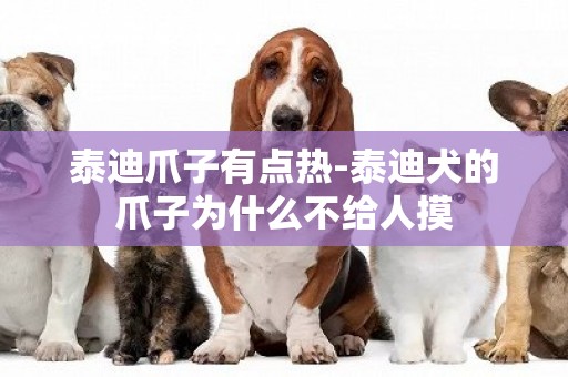 泰迪爪子有點熱-泰迪犬的爪子為什么不給人摸