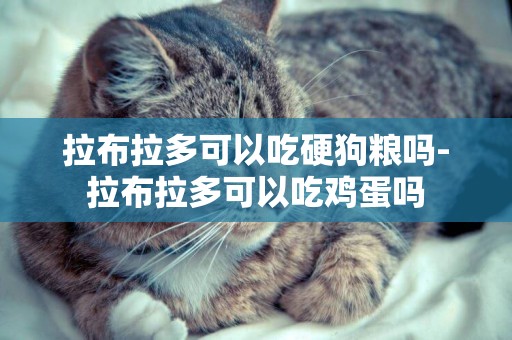 拉布拉多可以吃硬狗糧嗎-拉布拉多可以吃雞蛋嗎