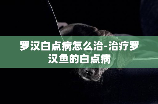 羅漢白點病怎么治-治療羅漢魚的白點病