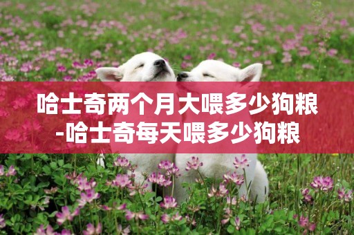 哈士奇兩個月大喂多少狗糧-哈士奇每天喂多少狗糧