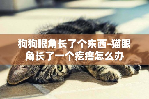 狗狗眼角長了個東西-貓眼角長了一個疙瘩怎么辦