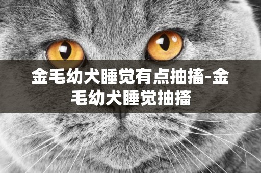 金毛幼犬睡覺有點抽搐-金毛幼犬睡覺抽搐
