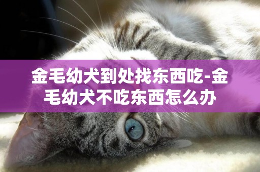金毛幼犬到處找東西吃-金毛幼犬不吃東西怎么辦