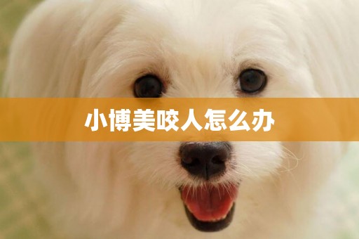 小博美咬人怎么辦