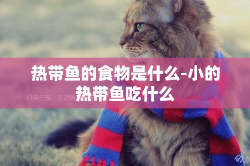 熱帶魚的食物是什么-小的熱帶魚吃什么