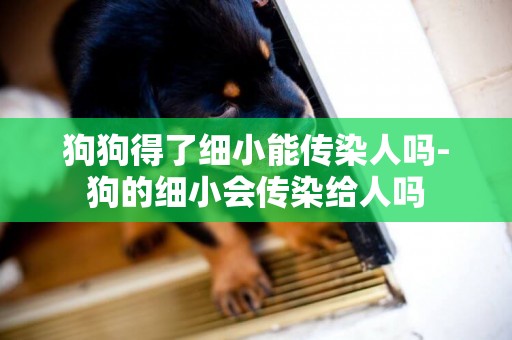 狗狗得了細小能傳染人嗎-狗的細小會傳染給人嗎