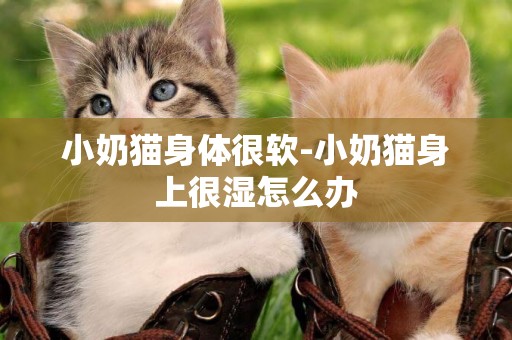 小奶貓身體很軟-小奶貓身上很濕怎么辦