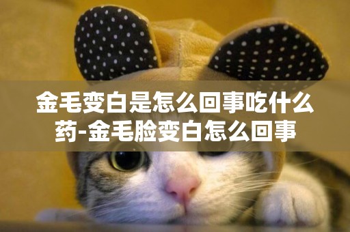 金毛變白是怎么回事吃什么藥-金毛臉變白怎么回事