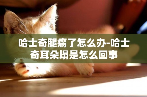 哈士奇腿瘸了怎么辦-哈士奇耳朵塌是怎么回事