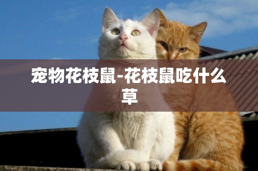 寵物花枝鼠-花枝鼠吃什么草