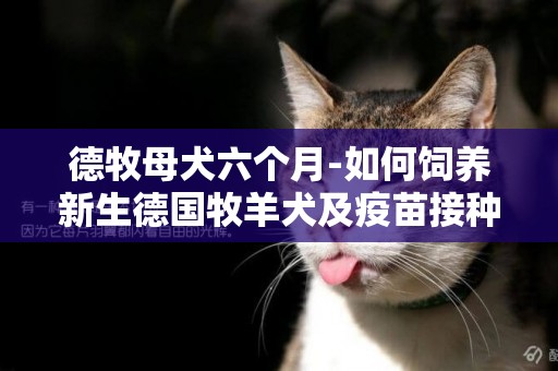德牧母犬六個月-如何飼養新生德國牧羊犬及疫苗接種