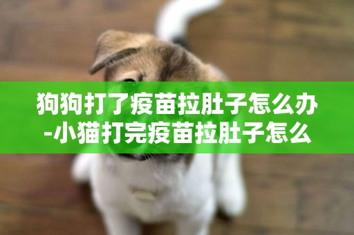 狗狗打了疫苗拉肚子怎么辦-小貓打完疫苗拉肚子怎么辦