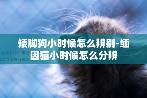 矮腳狗小時候怎么辨別-緬因貓小時候怎么分辨