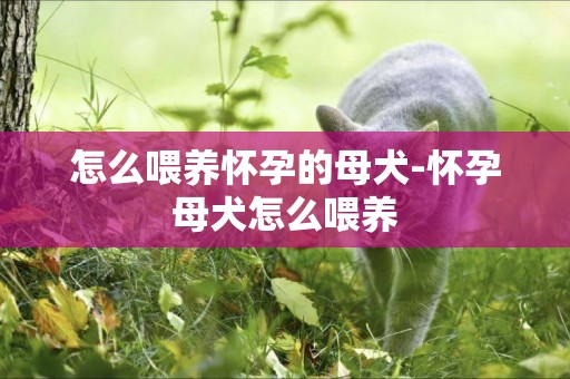 怎么喂養懷孕的母犬-懷孕母犬怎么喂養
