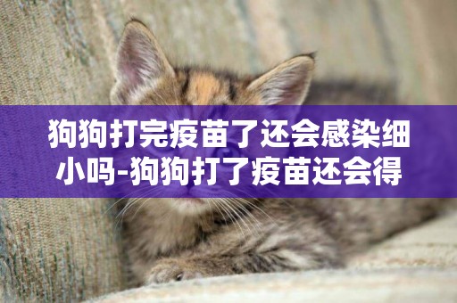 狗狗打完疫苗了還會感染細小嗎-狗狗打了疫苗還會得細小犬瘟這樣的疾病嗎