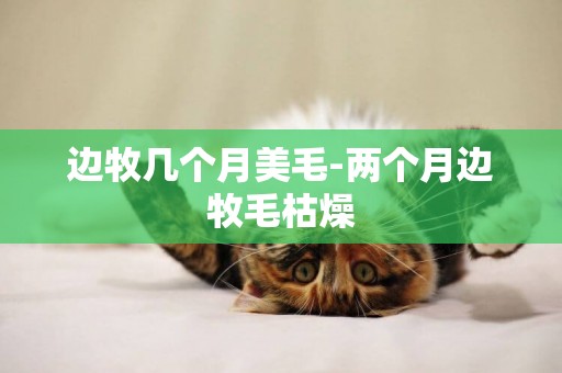 邊牧幾個月美毛-兩個月邊牧毛枯燥