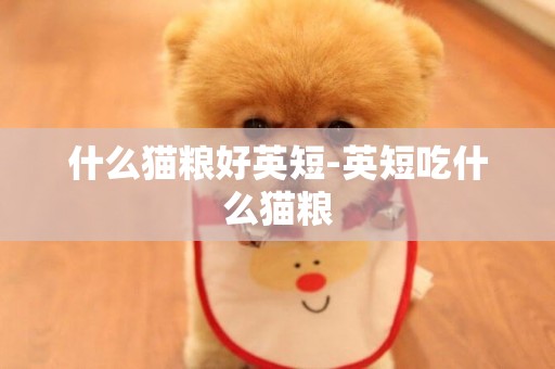 什么貓糧好英短-英短吃什么貓糧
