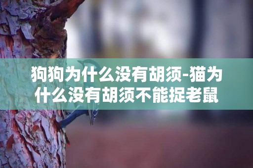 狗狗為什么沒有胡須-貓為什么沒有胡須不能捉老鼠