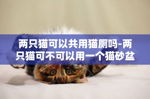 兩只貓可以共用貓廁嗎-兩只貓可不可以用一個貓砂盆