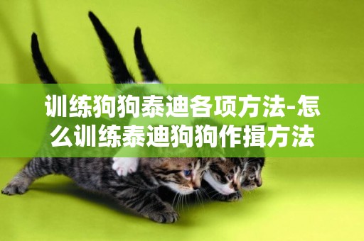 訓練狗狗泰迪各項方法-怎么訓練泰迪狗狗作揖方法