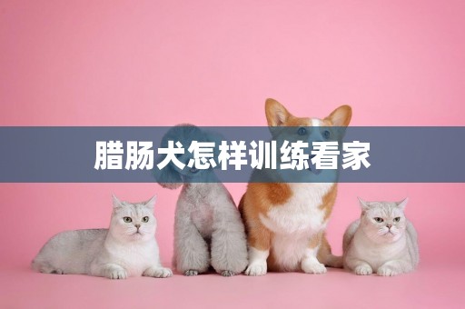 臘腸犬怎樣訓練看家