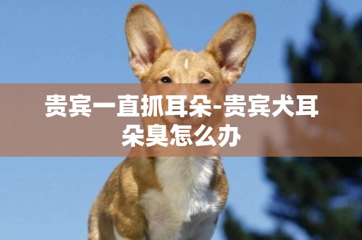 貴賓一直抓耳朵-貴賓犬耳朵臭怎么辦