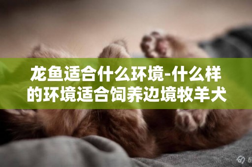 龍魚適合什么環境-什么樣的環境適合飼養邊境牧羊犬