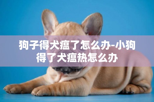 狗子得犬瘟了怎么辦-小狗得了犬瘟熱怎么辦