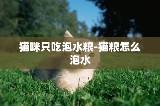 貓咪只吃泡水糧-貓糧怎么泡水