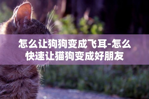 怎么讓狗狗變成飛耳-怎么快速讓貓狗變成好朋友