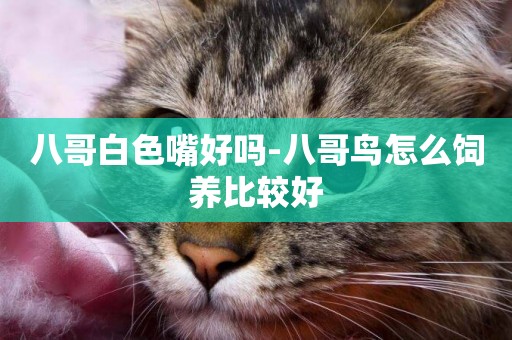八哥白色嘴好嗎-八哥鳥怎么飼養比較好